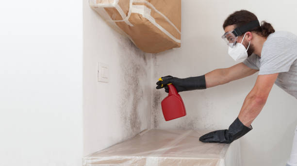 Basement Mold Remediation treatment on basement walls in Mukilteo
