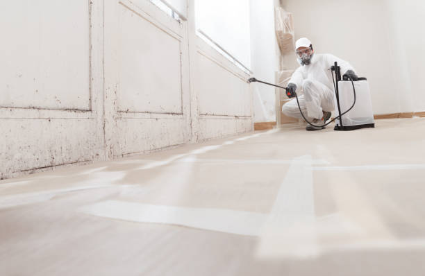 Black mold remediation team in Mukilteo